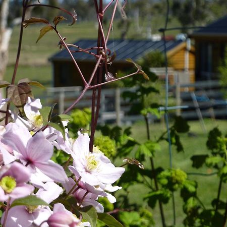 Hazelcreek Cottages Exeter Luaran gambar